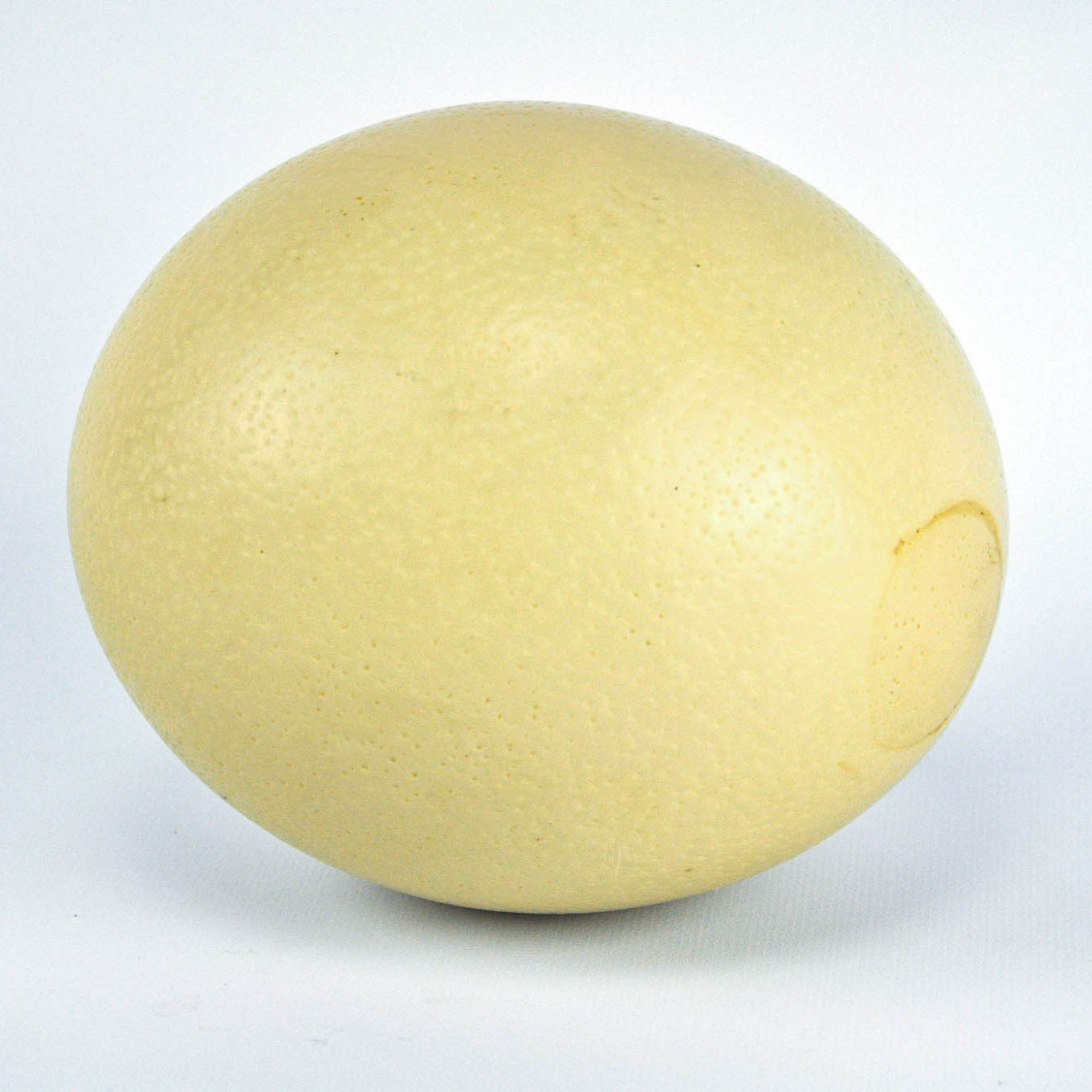 Ostrich Egg (Shell Only)