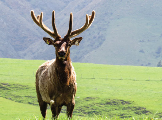Read Up On Elk