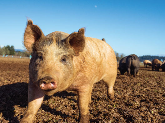 The Grazing Files: Pork
