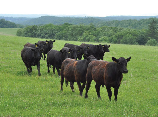 Angus Cattle Farms Farm History Eastview Angus Farm