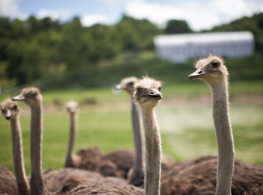 Fossil Farms All Natural Ostrich