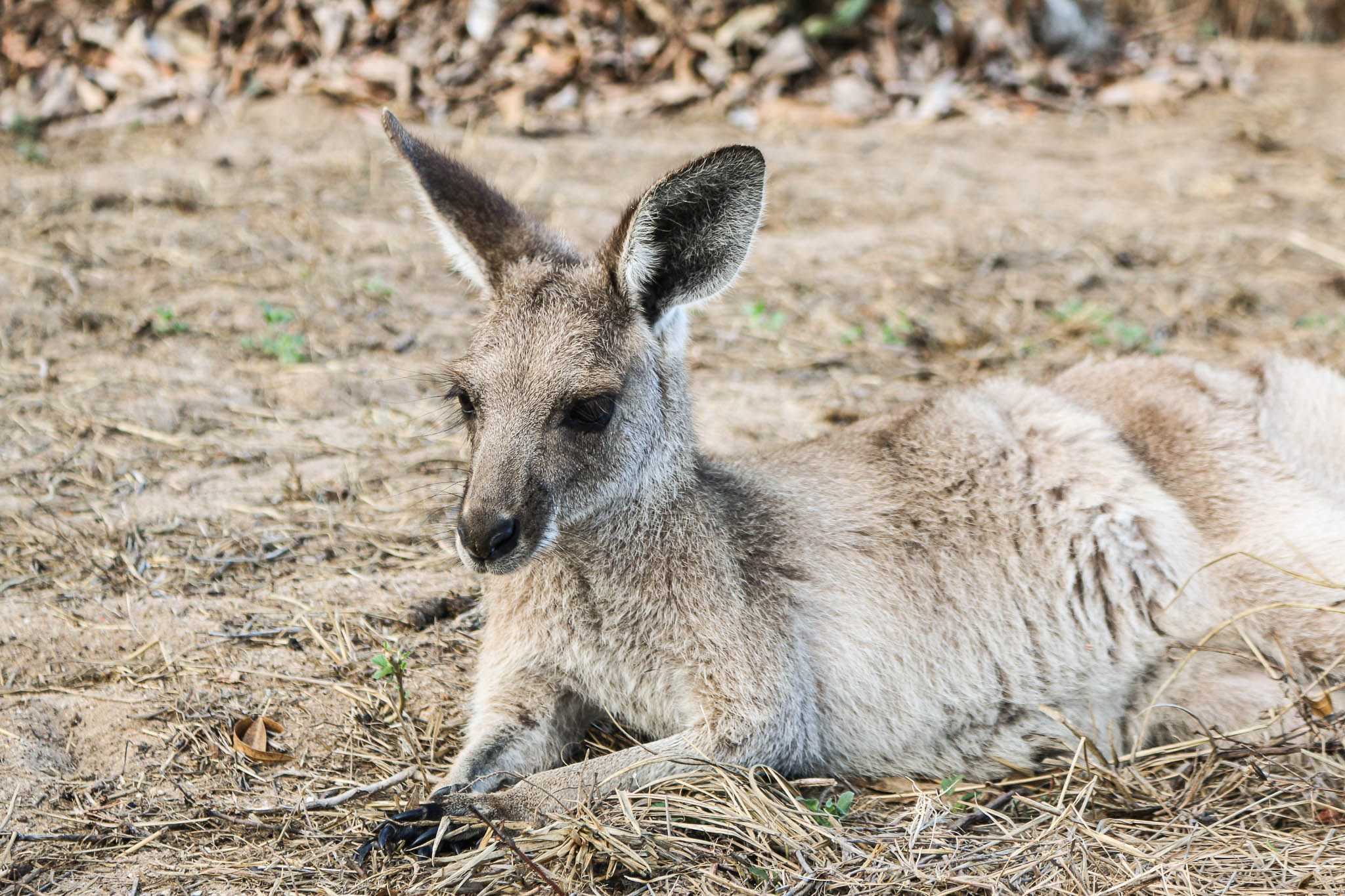Read up on Kangaroo