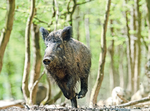 Read up on Wild Boar