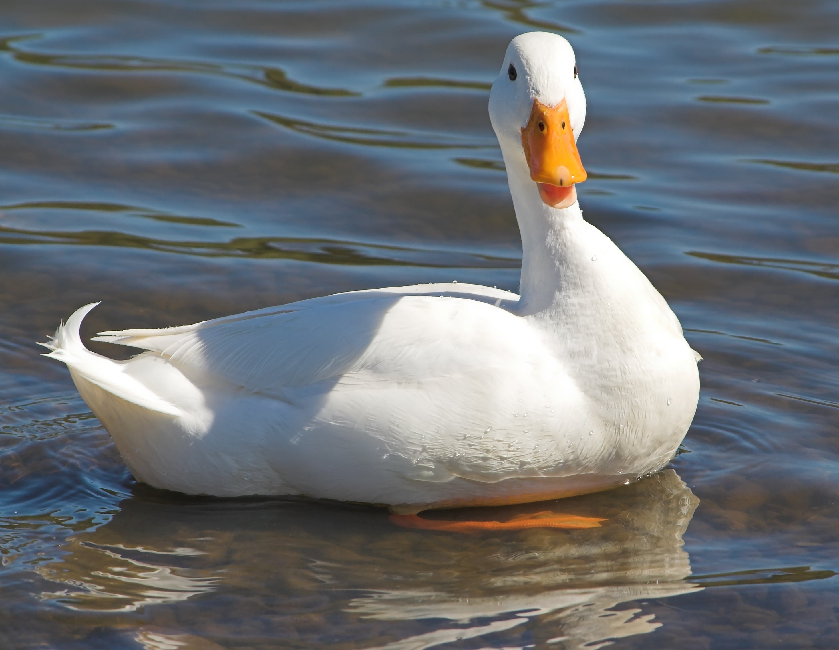 Read Up on Duck