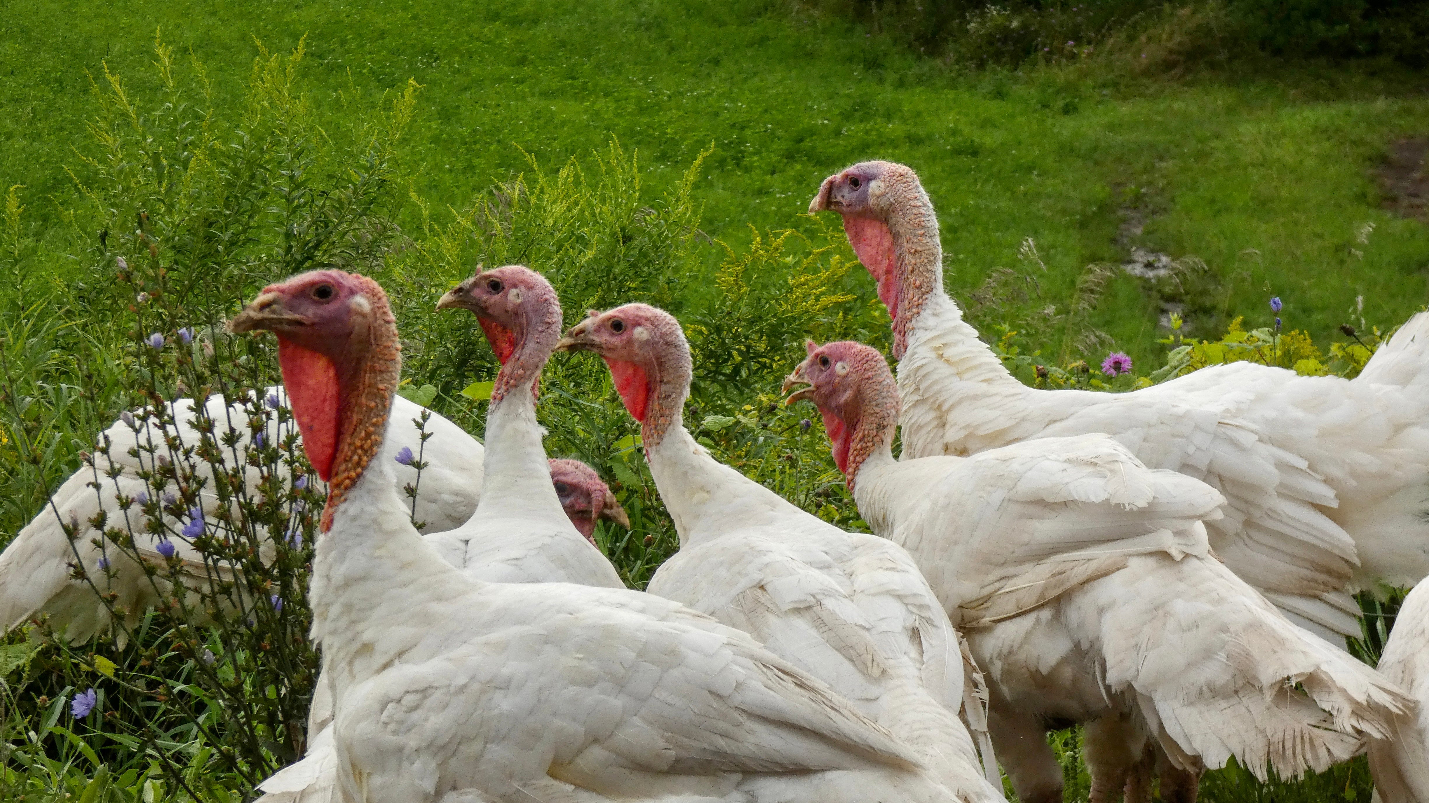 Live Turkeys On the Farm