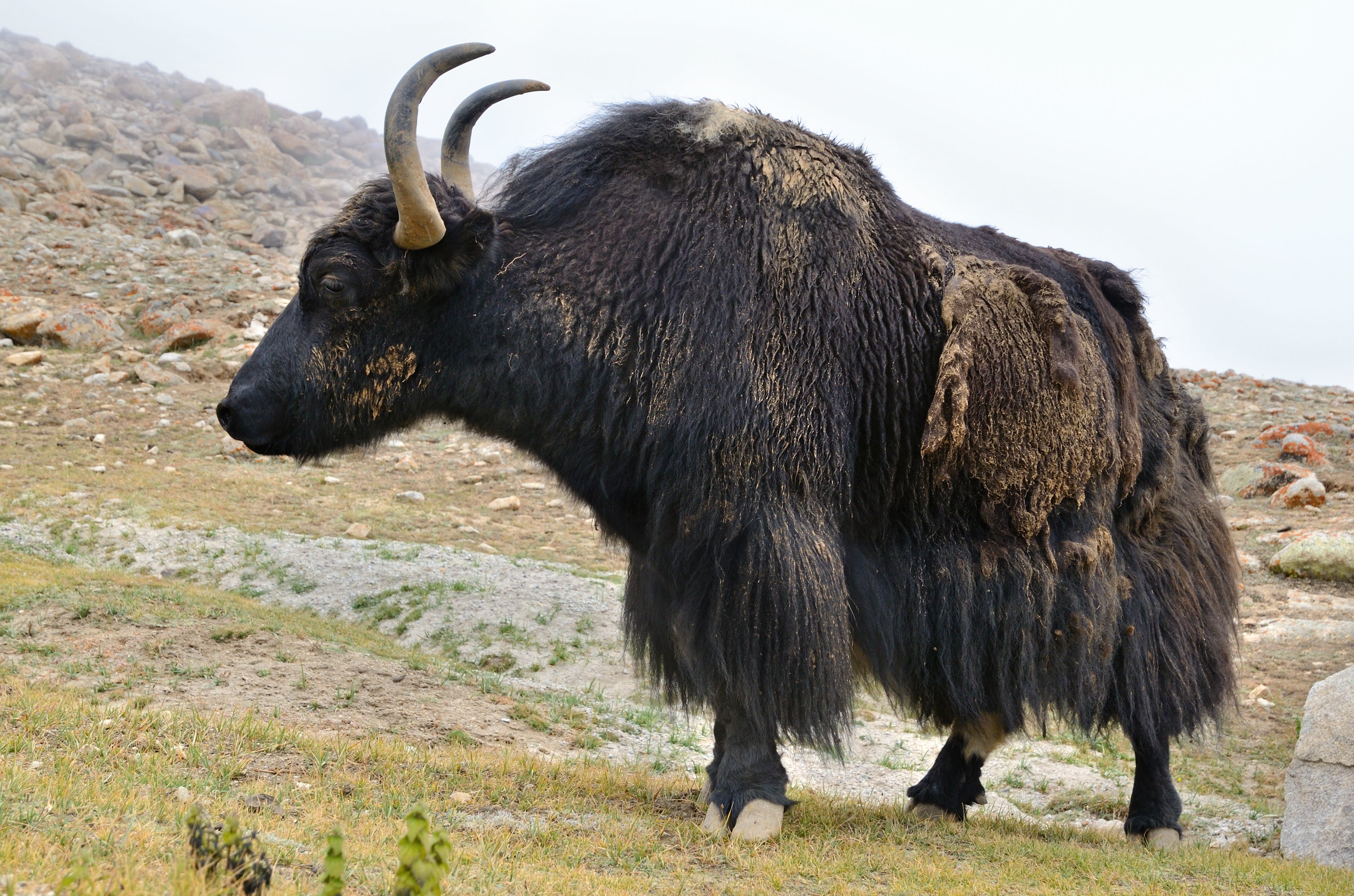 Read up on Yak
