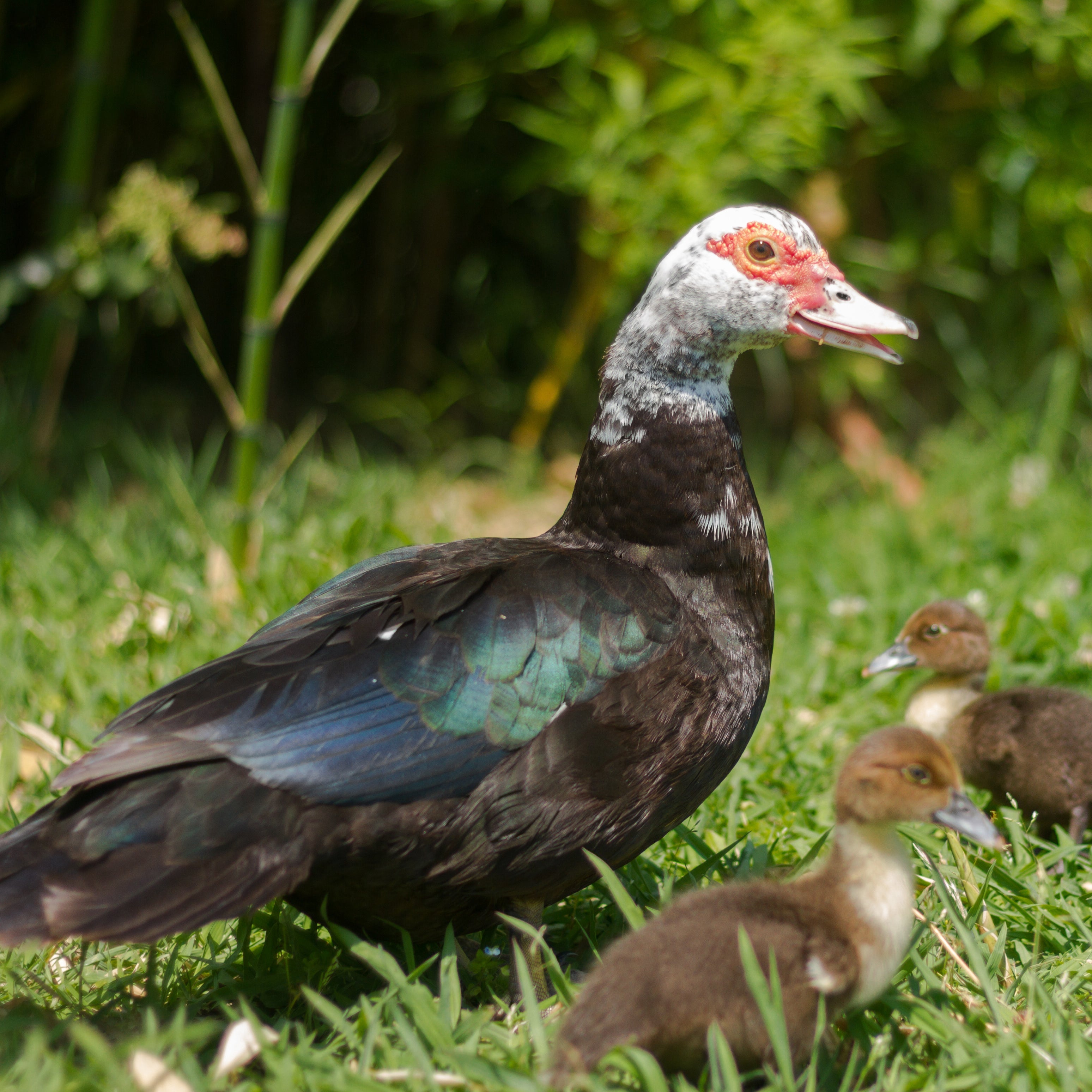 Duck - Barbarie Duck Whole