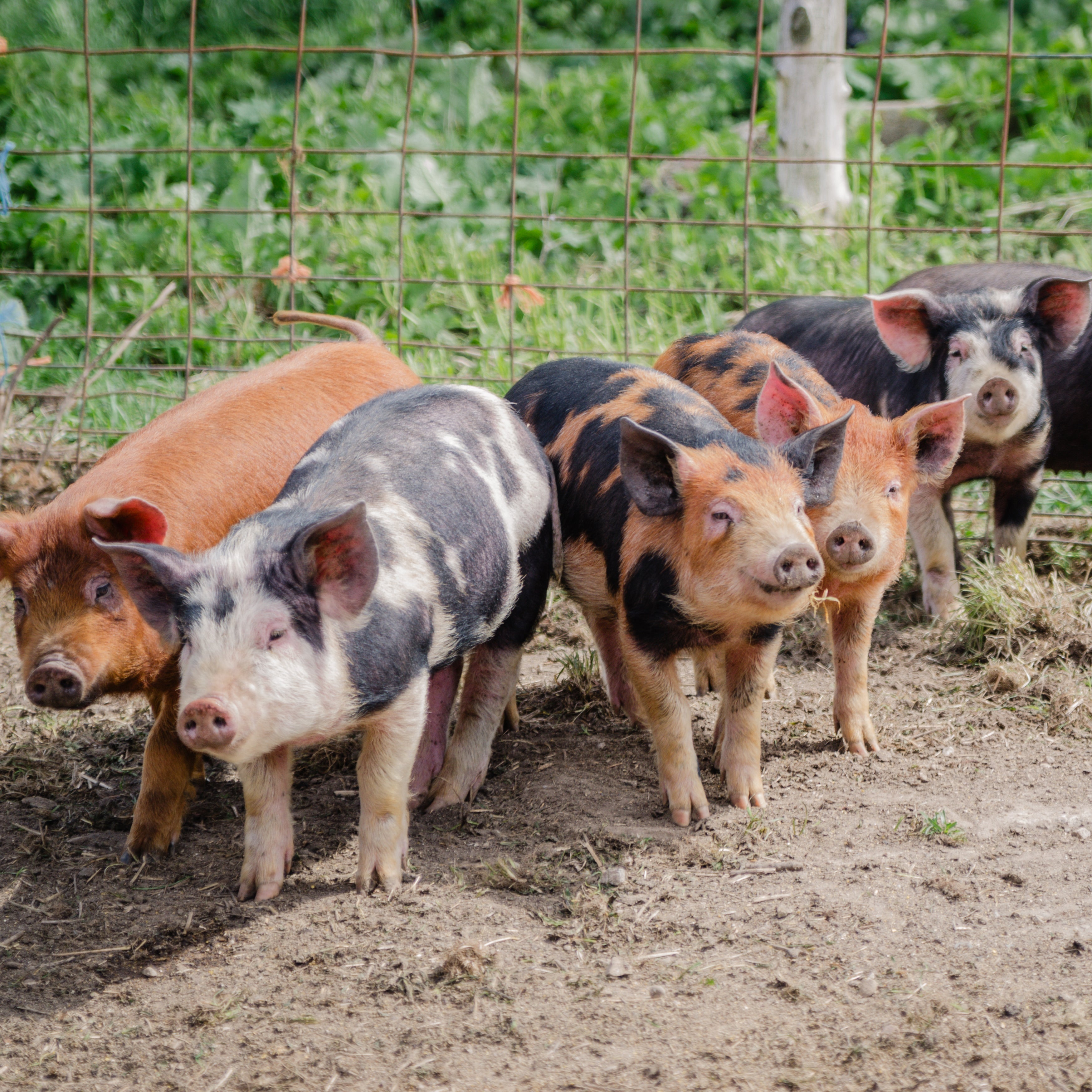 Pork - Berkshire Pork