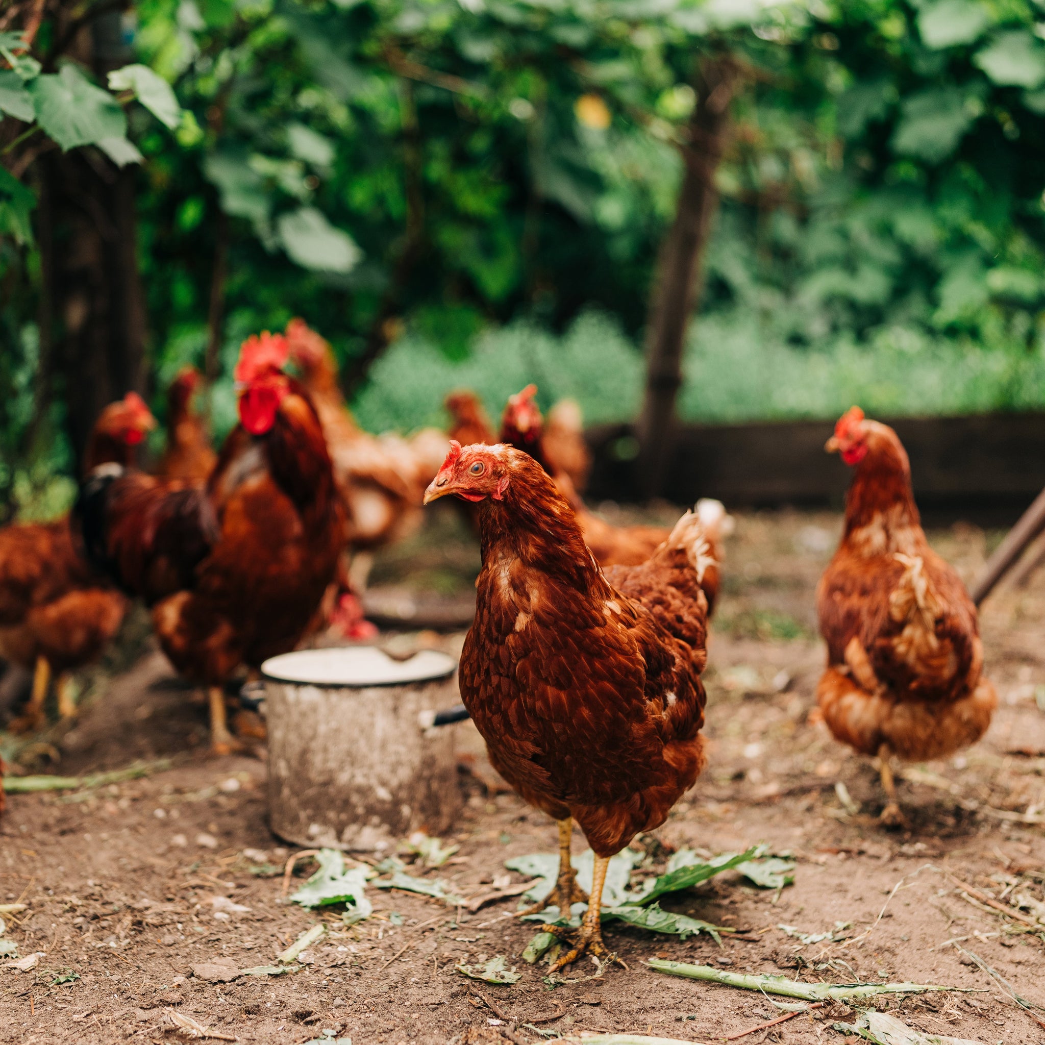 Chicken - Buy 100% All Natural Chicken Online from Fossil Farms