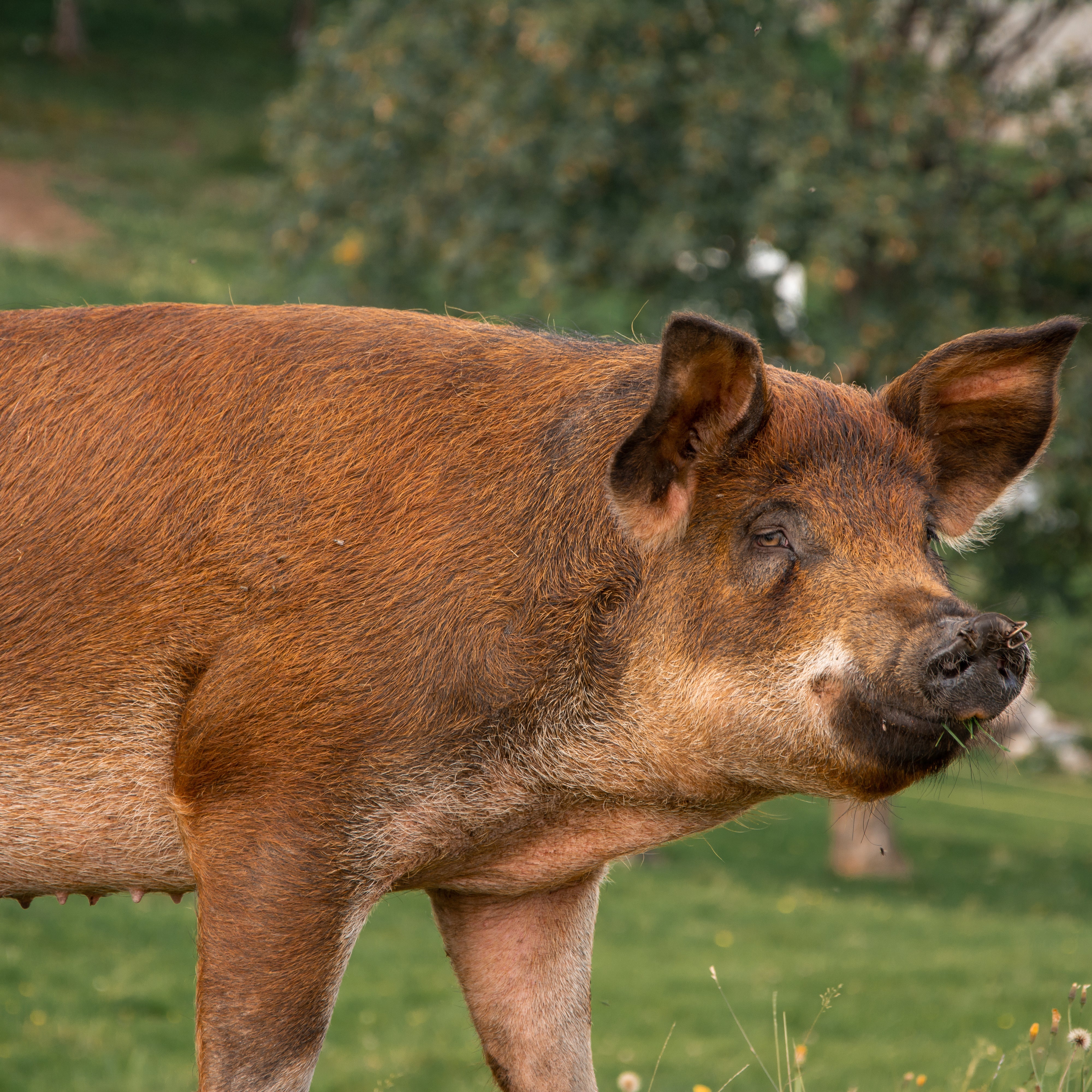 Duroc Pork -  All Natural Duroc Pork Meat