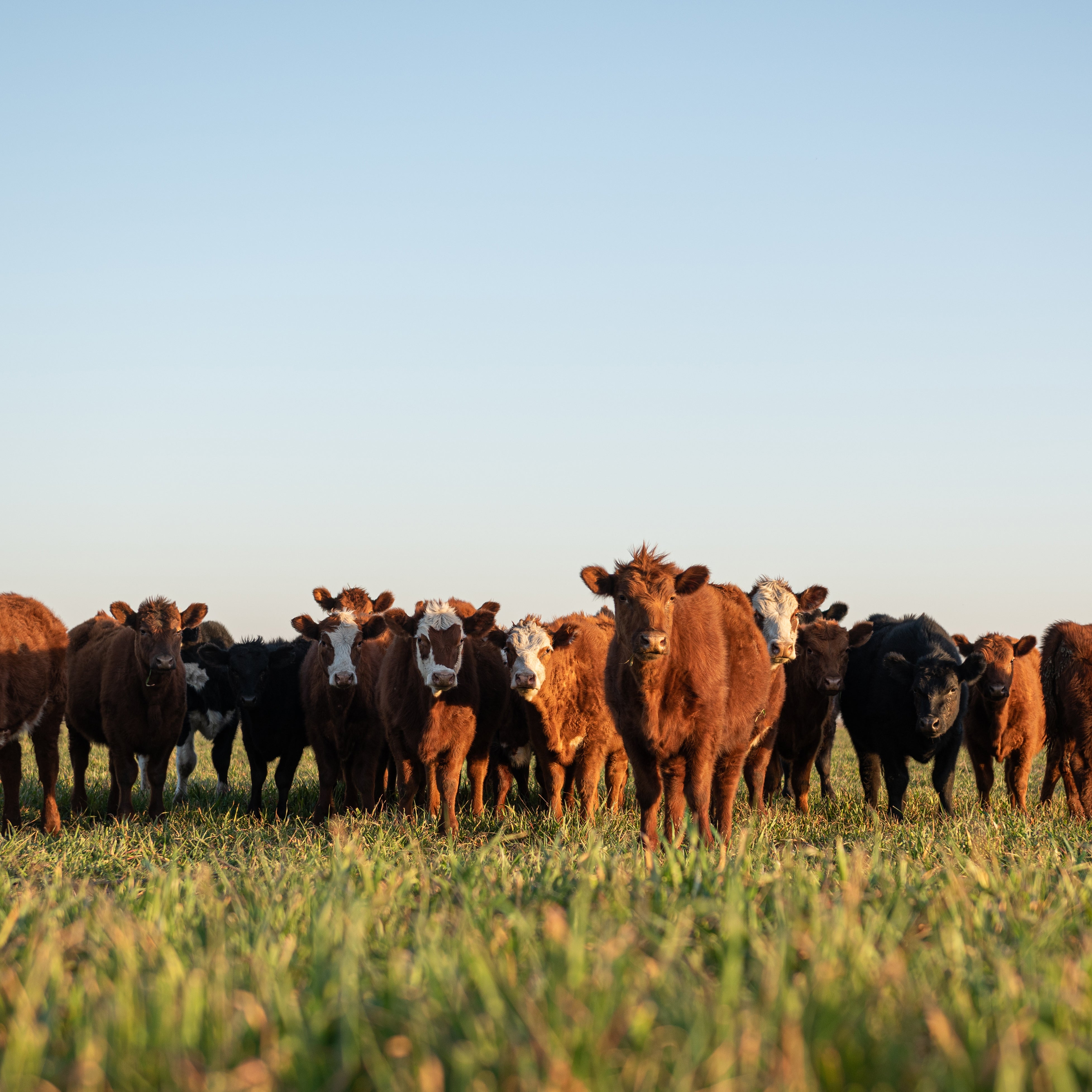 a herd of young grass-fed cows