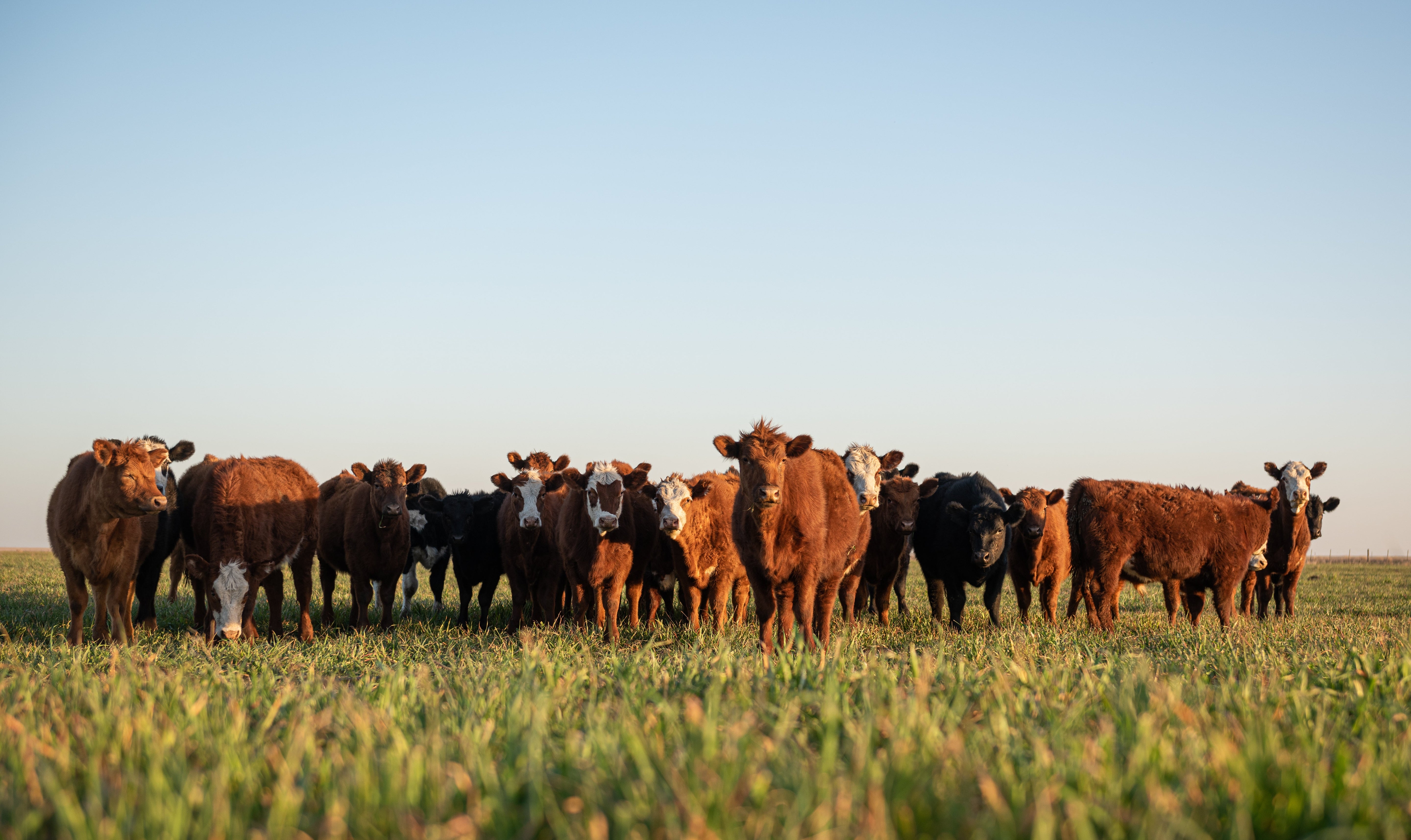 a herd of young grass-fed cows