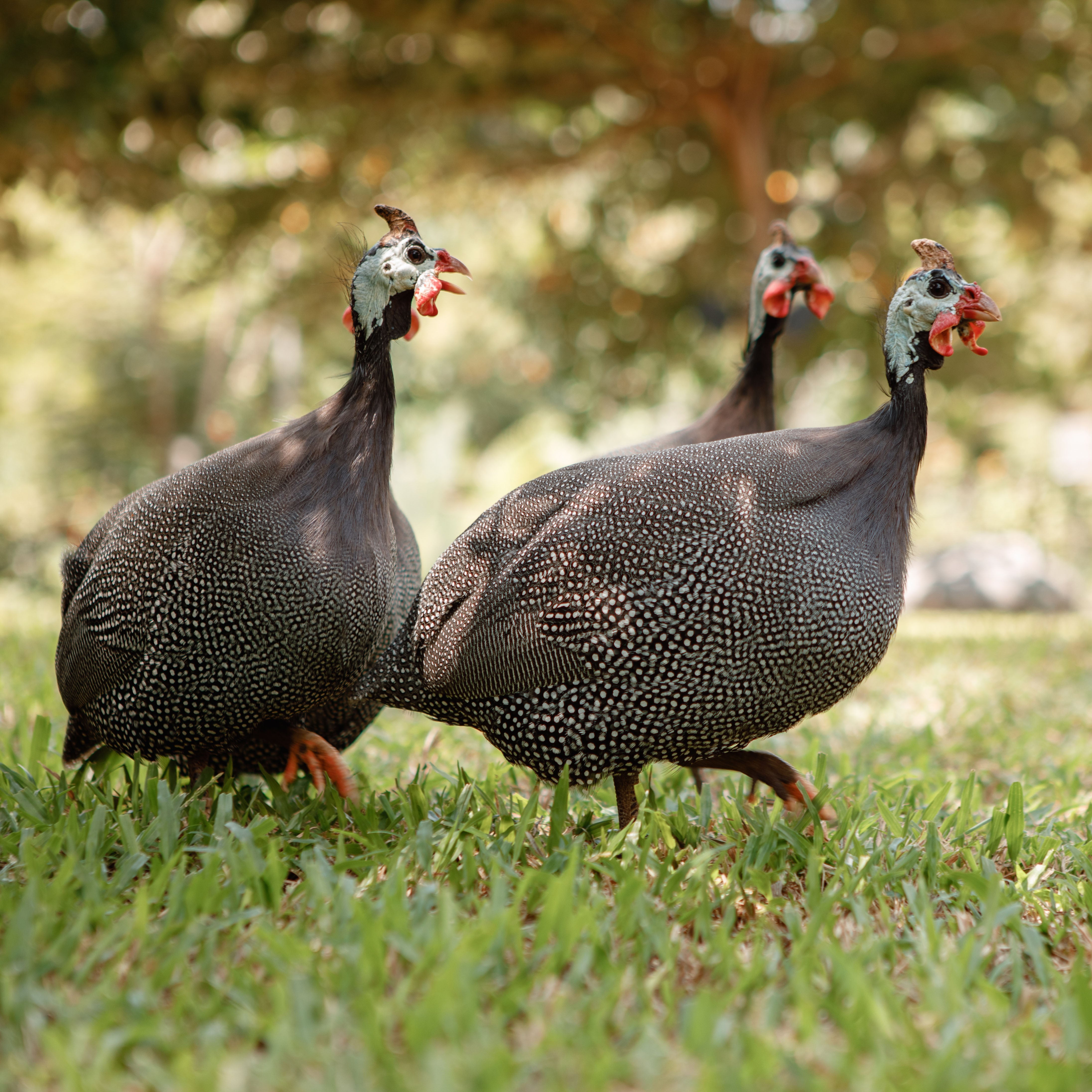 Guinea Hen