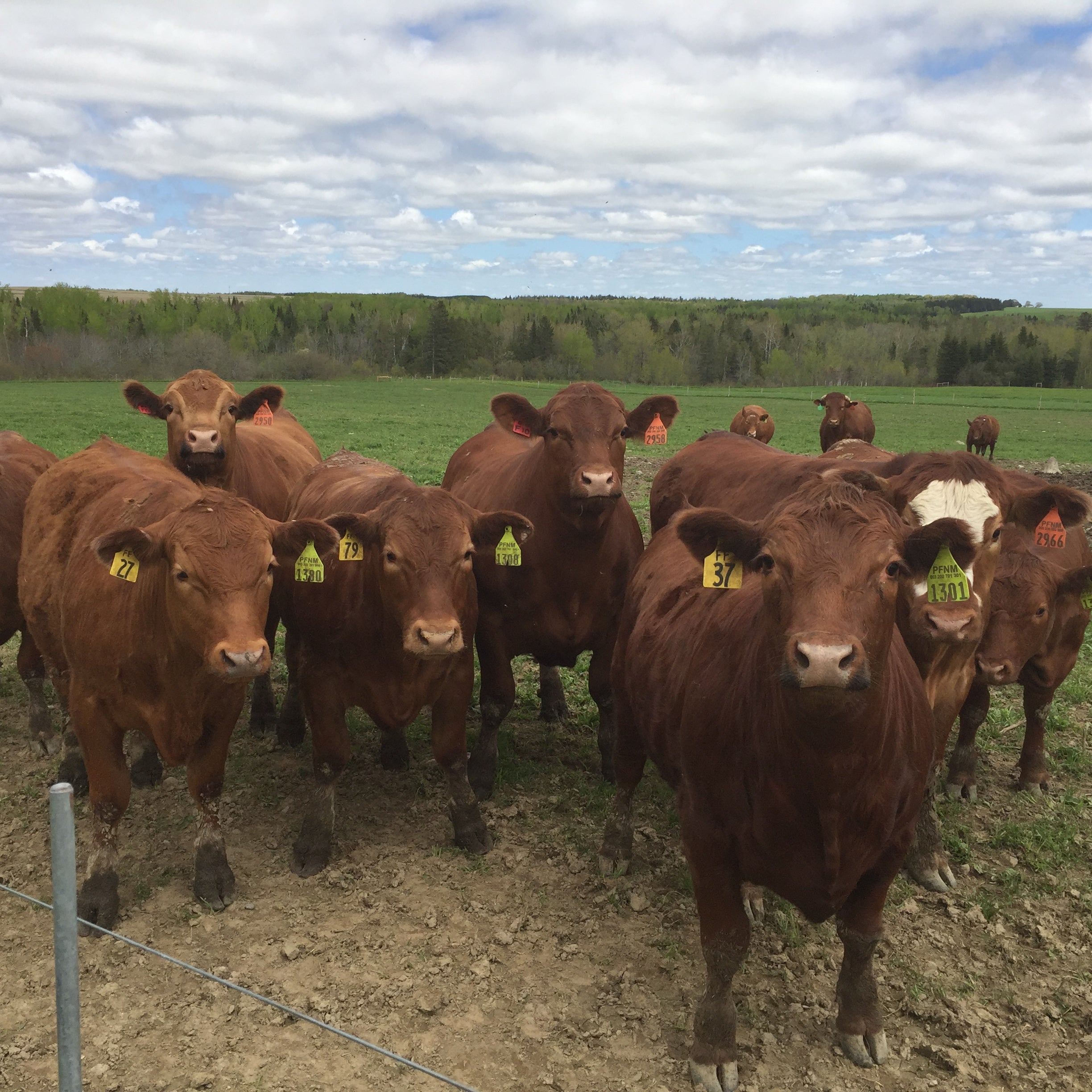 All Natural Angus Beef