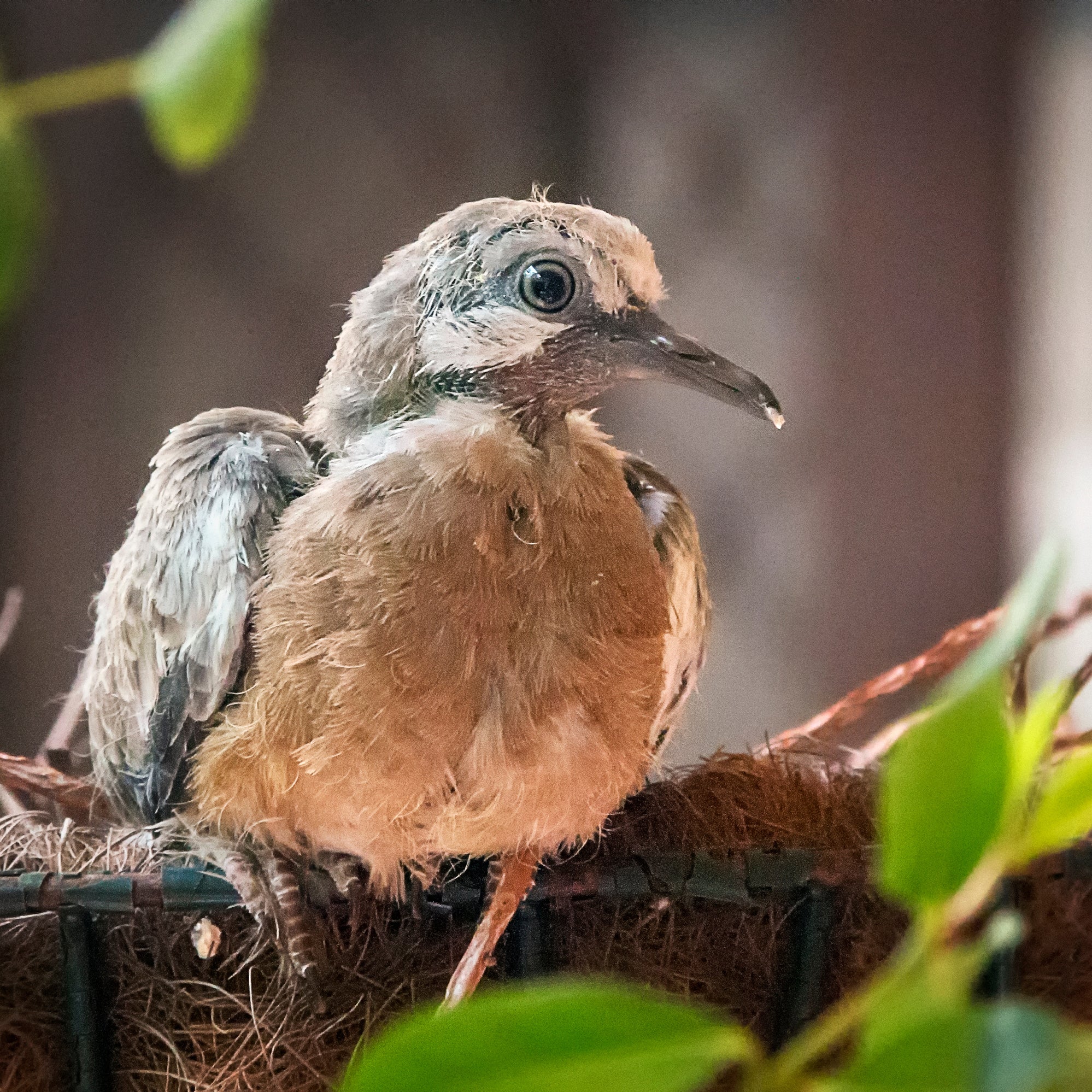 Squab Meat - Buy Squab Online from Fossil Farms