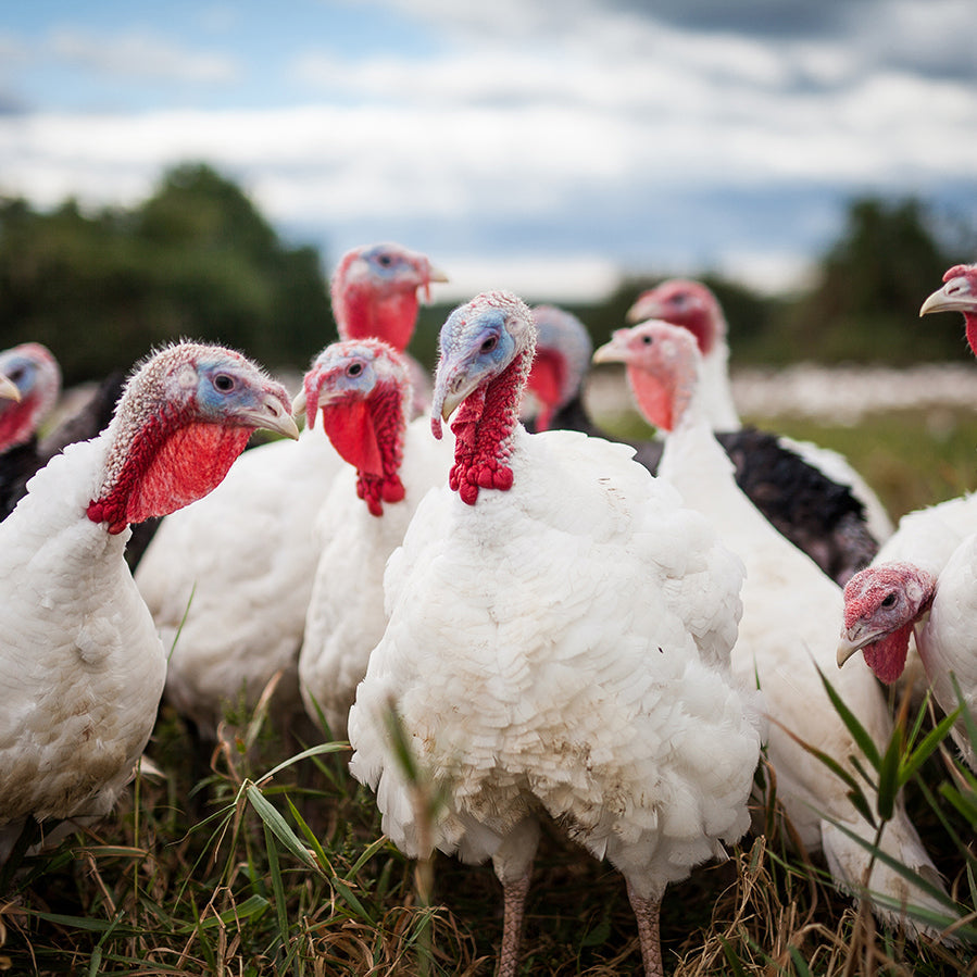 Fresh Turkey | All Natural Free Roaming