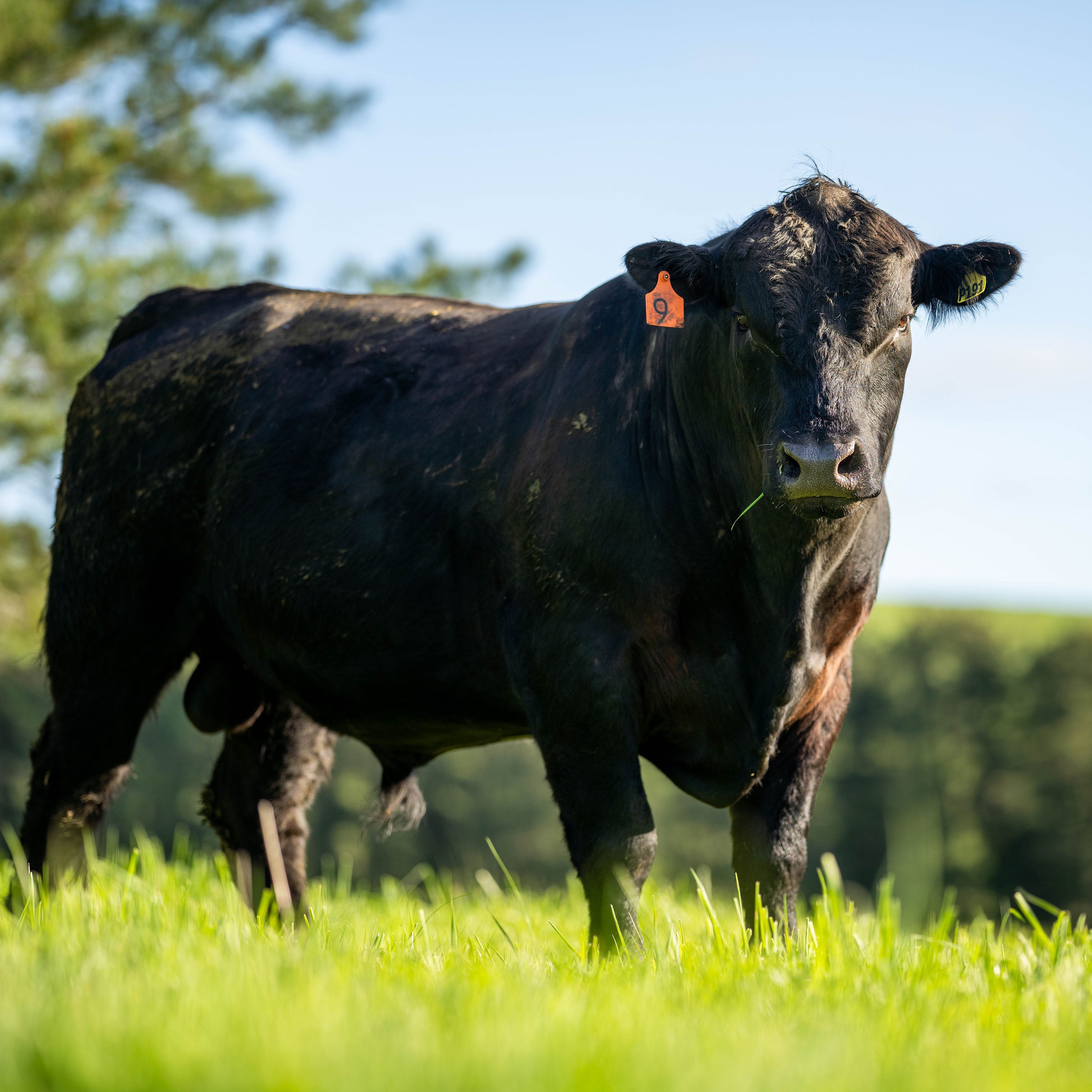 Beef - American Wagyu