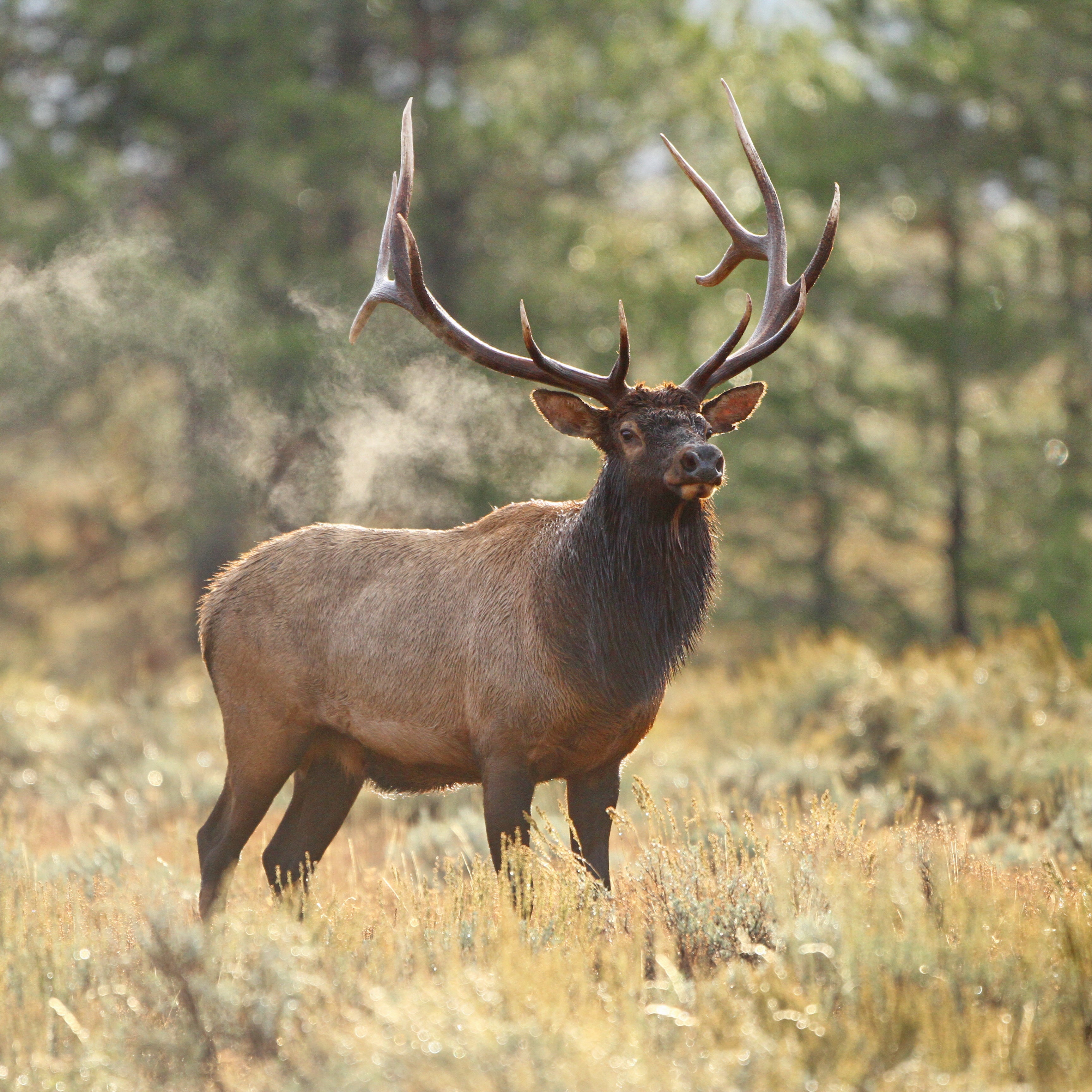 Elk Meat - Buy Elk Online from Fossil Farms