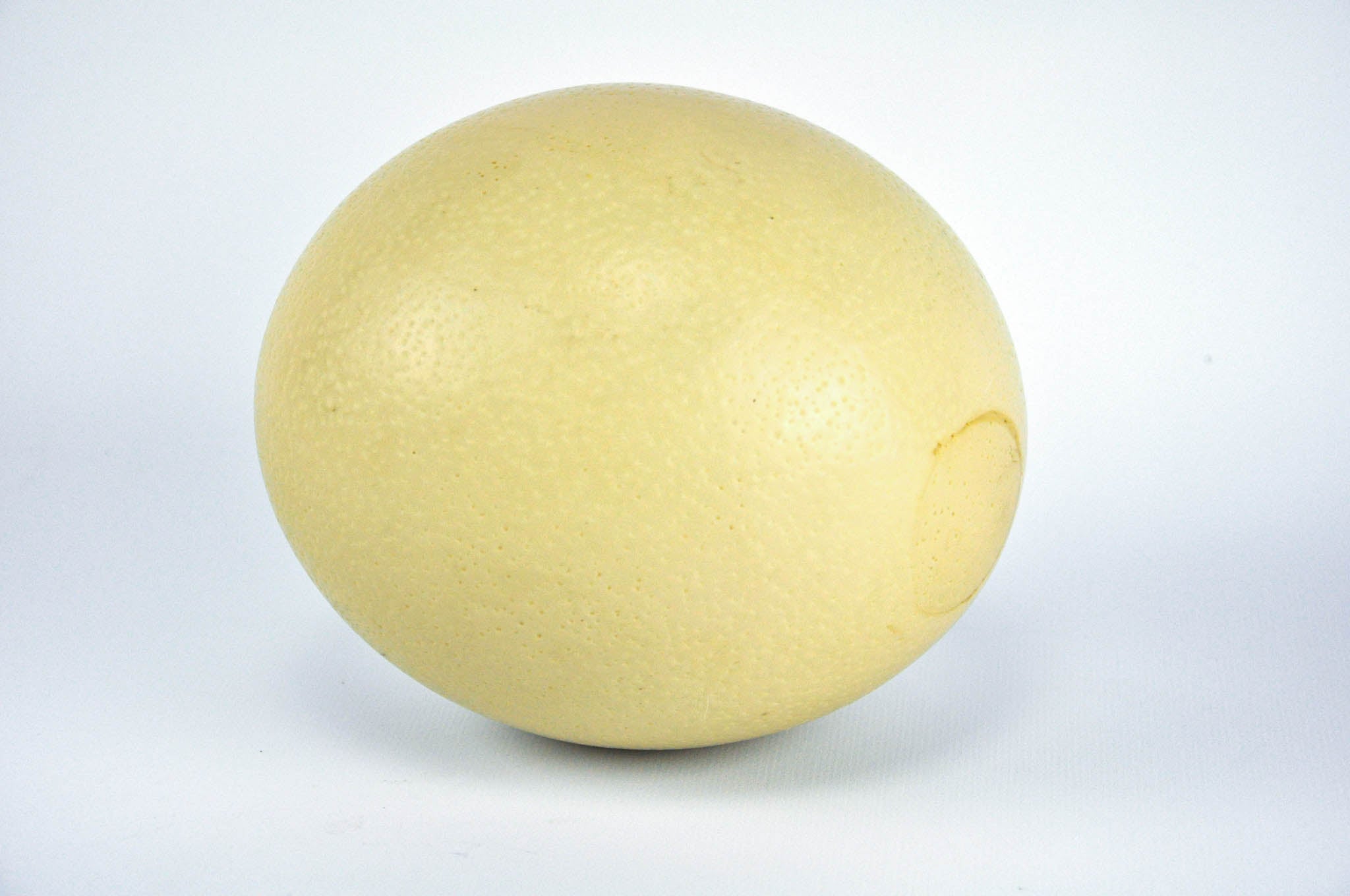Empty Ostrich Egg Fossil Farms 